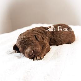 Connie - Red  female Poodle puppy in Fresno, California from Bell’s Poodles Of California