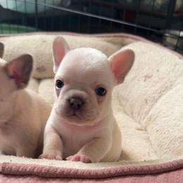 Marco - Cream male French Bulldog puppy in Union City, Tennessee from West Tennesse Frenchies