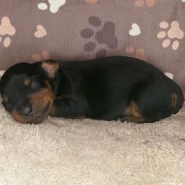 Baxter - Black and tan male Dachshund puppy in Live Oak, Florida from Johnson’s Weiner Farm