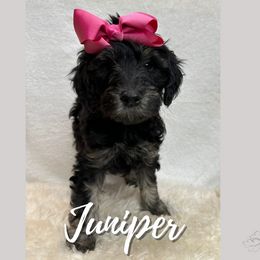 Juniper - Goldendoodle puppy in Conway, New Hampshire from Arbor Grace Doodles
