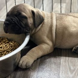 Bullmastiff Puppies from Ironward Bullmastiffs