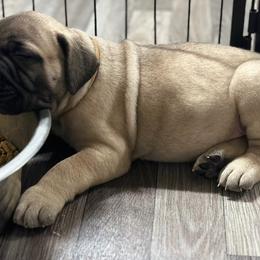 Bullmastiff Puppies from Ironward Bullmastiffs