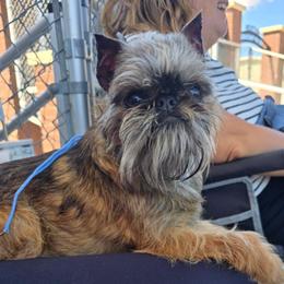 Brussels Griffons from Brussels Griffons of Kingsley