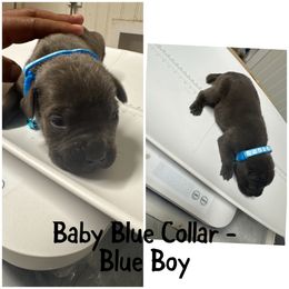 Baby Blue - Gray male Cane Corso puppy in Laplace, Louisiana from BFM Cane Corso’s