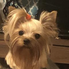 Coco - Yorkshire Terrier