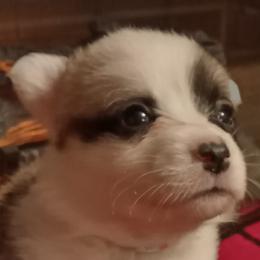 Pembroke Welsh Corgis from God's Little Corgis
