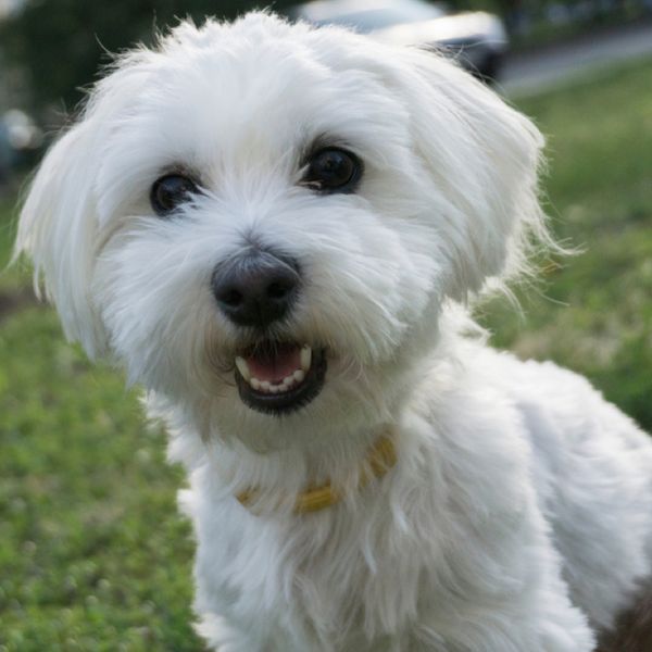 Maltese