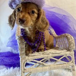 Poppy Sue  silky long coat - Dapple female Dachshund puppy in Polo, Missouri from Blue Tails Farm