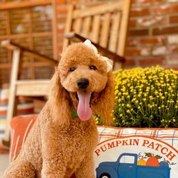 Millie - Goldendoodle