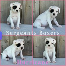 Hurricane - White female Boxer puppy in Madisonville, Texas from Sergeant's Boxers