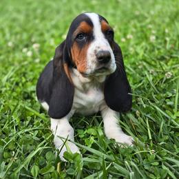 Girl 3 - Black brown and white female Basset Hound puppy in Lebanon, Ohio from Lady Mae Bassets & Doberman