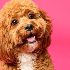 Cavalier King Charles Spaniels, Cavapoos, and Poodles from Cavish's Missouri Cavaliers, Cavapoos, and Miniature Poodles