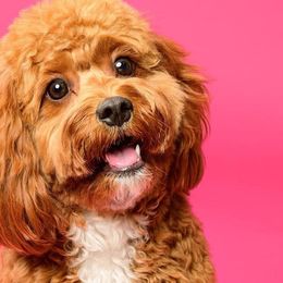 Cavalier King Charles Spaniels, Cavapoos, and Poodles from Cavish's Missouri Cavaliers, Cavapoos, and Miniature Poodles