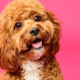 Cavalier King Charles Spaniels, Cavapoos, and Poodles from Cavish's Missouri Cavaliers, Cavapoos, and Miniature Poodles