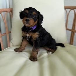 Summer - Tri-color female Bernedoodle puppy in Loxahatchee, Florida from SR. Doodle pupps