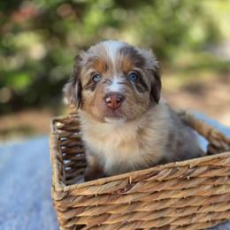 KitKat - Red merle female Australian Shepherd puppy in Summerville, South Carolina from Flowertown Aussies