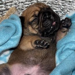 French Bulldog Puppies from jack & Ruby's Frenchies