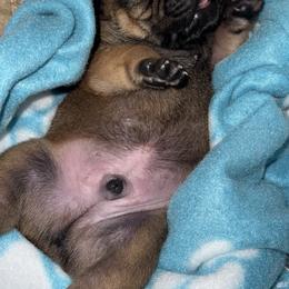 French Bulldog Puppies from jack & Ruby's Frenchies