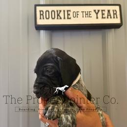 Sandy beige collar - Black roan female German Shorthaired Pointer puppy in Six Mile, South Carolina from The Proper Pointer Co.