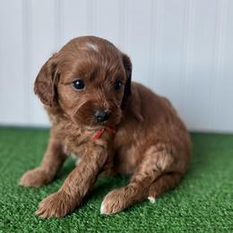 Miss Red Collar - Red female Cavapoo puppy in Springtown, Texas from North Texas Puppies