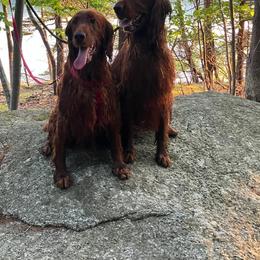 Luna - Irish Setter