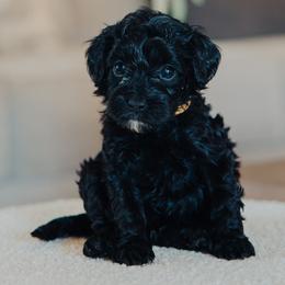 Yellow Girl - Black female Cavapoo puppy in Mckinney, Texas from Doodles of North Tx