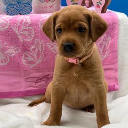 Pink - Yellow female Labrador Retriever puppy in Heath Springs, South Carolina from Rich Hill Retrievers