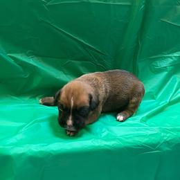 Leeann Rimes - Fawn female Boxer puppy in Willard, North Carolina from Boone’s Boxers of North Carolina