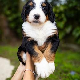 Lo'ak - Tri-color male Bernedoodle puppy in Palmetto Bay, Florida from SOMIDOODLES
