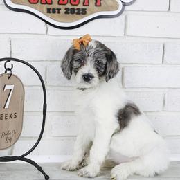 Dolly - Merle female Labradoodle puppy in Bryantown, Maryland from Doodles on Duty