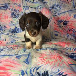 Lillian - Piebald female Dachshund puppy in Lake City, Florida from My Ditzy Doxies of Florida