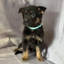 Sena - Black and tan female German Shepherd puppy in Greenwood, Arkansas from West Haus Shepherds