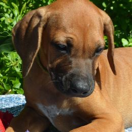 Giada - Rd whtn blk nose female Rhodesian Ridgeback puppy in Eustis, Florida from Kengali Rhodesian Ridgebacks
