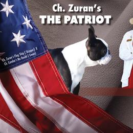 Riot    AKC Ch. Zuran's the Patriot - Black brindle and white male Boston Terrier puppy in Maricopa, Az  85139 Or Spokane, Wa 99006, Washington from Zuran Show Dogs