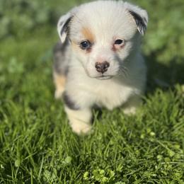 Diamond - Blue merle and white female American Corgi puppy in East Oakdale, California from Rhettro Kennels