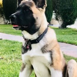 Akita Puppies from Ishikawa Akita's