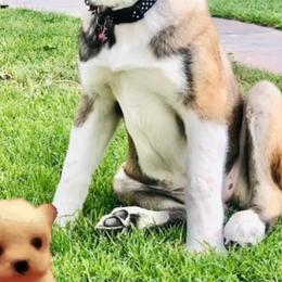 Akita Puppies from Ishikawa Akita's