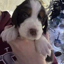 White collar - Liver white and tan male English Springer Spaniel puppy in Elma, Washington from McCartney Springer’s