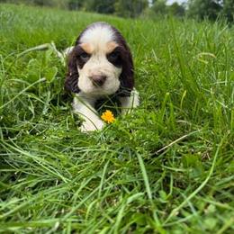 Cotton - Liver white and tan male English Springer Spaniel puppy in Derby, Vermont from Ledge N' Tree English Springer Spaniels