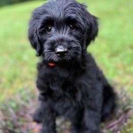 Orange girl - Black female Goldendoodle puppy in Valdese, North Carolina from Doodling All Day Goldendoodles