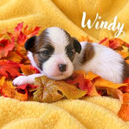 Windy - White and red female Papillon puppy in Coatesville, Indiana from Wendy’s Wings