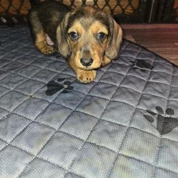 Girl 2 - Red female Dachshund puppy in Shippensburg, Pennsylvania from Koser’s Miniature Dachshunds