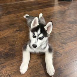 Siberian Husky Puppies from House of the Huskies