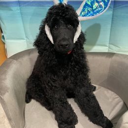 Poodle Puppies from Abbott Standard Poodles