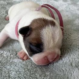 Girl 2 - Fawn female French Bulldog puppy in Galt, California from The three little frenchies