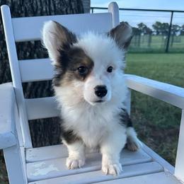 Pie - Black and tan male Pembroke Welsh Corgi puppy in Decatur, Texas from Bar S Corgis