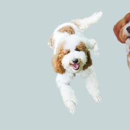 Ally - Goldendoodle