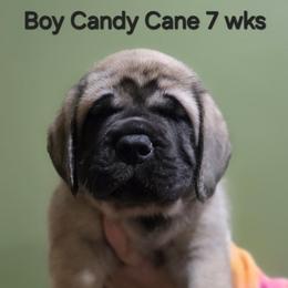 Boy 3 - Fawn male Mastiff puppy in Lake Villa, Illinois from Kharisma Mastiffs