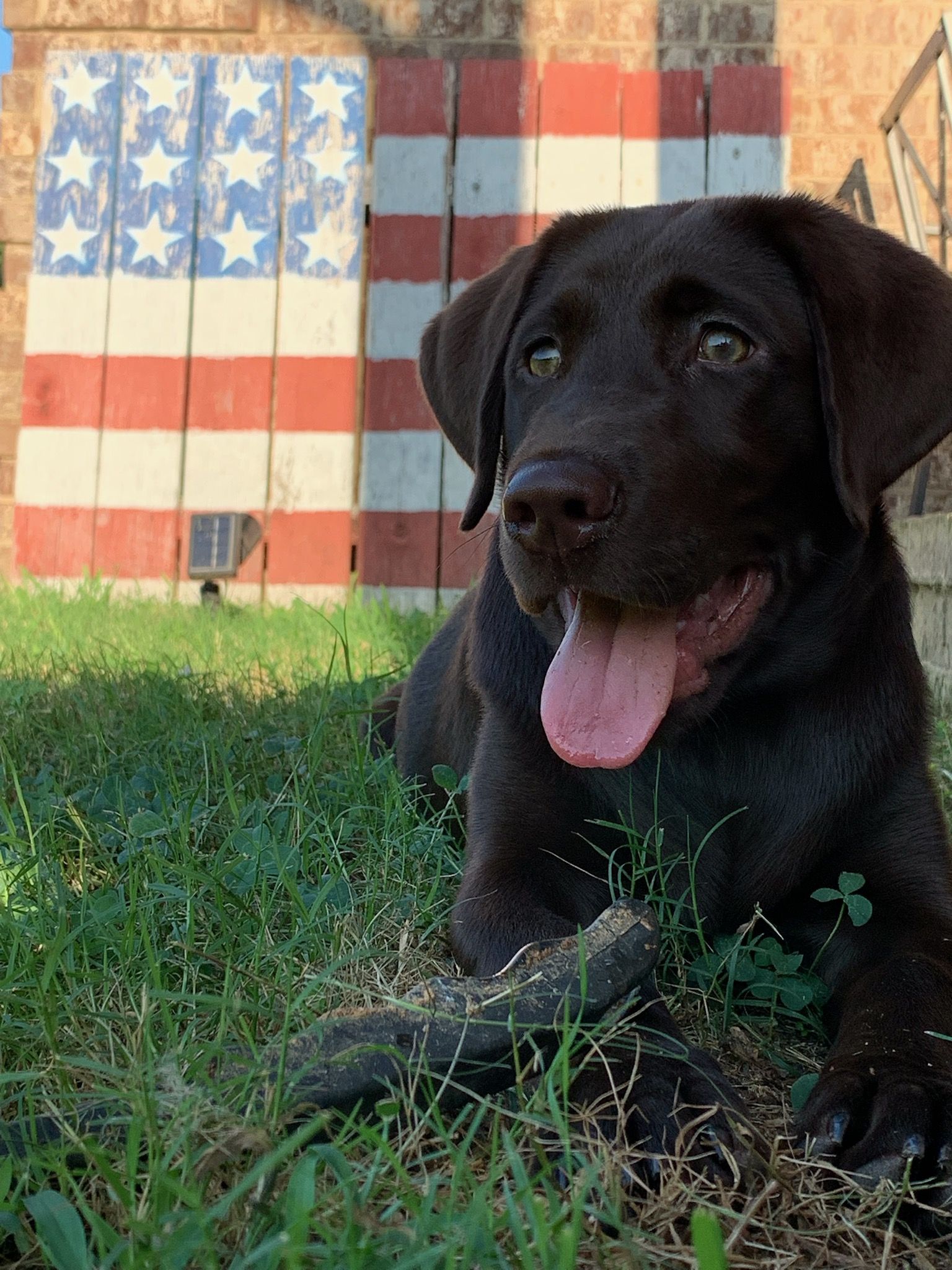 Harness shop creek retrievers