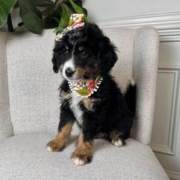 Chloe - Tri-color female Bernedoodle puppy in Alpharetta, Georgia from Doodles of Buckhead